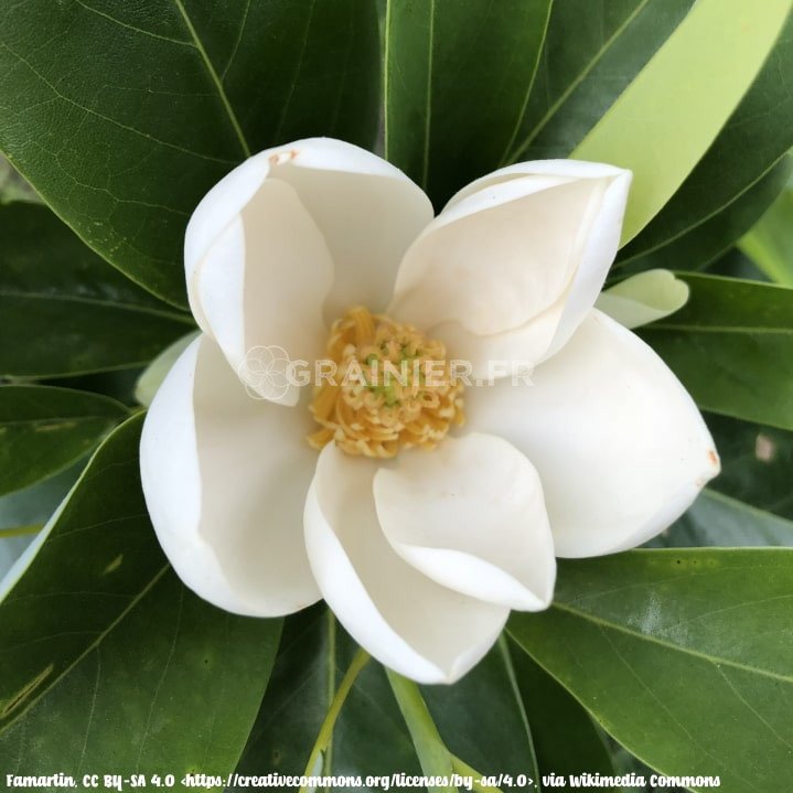 Magnolia de Virginie, Sweetbay, Magnolia Virginiana image
